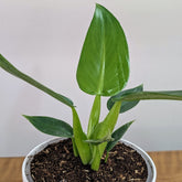 Philodendron Martianum, with 5.5 Inches White Decor Pot